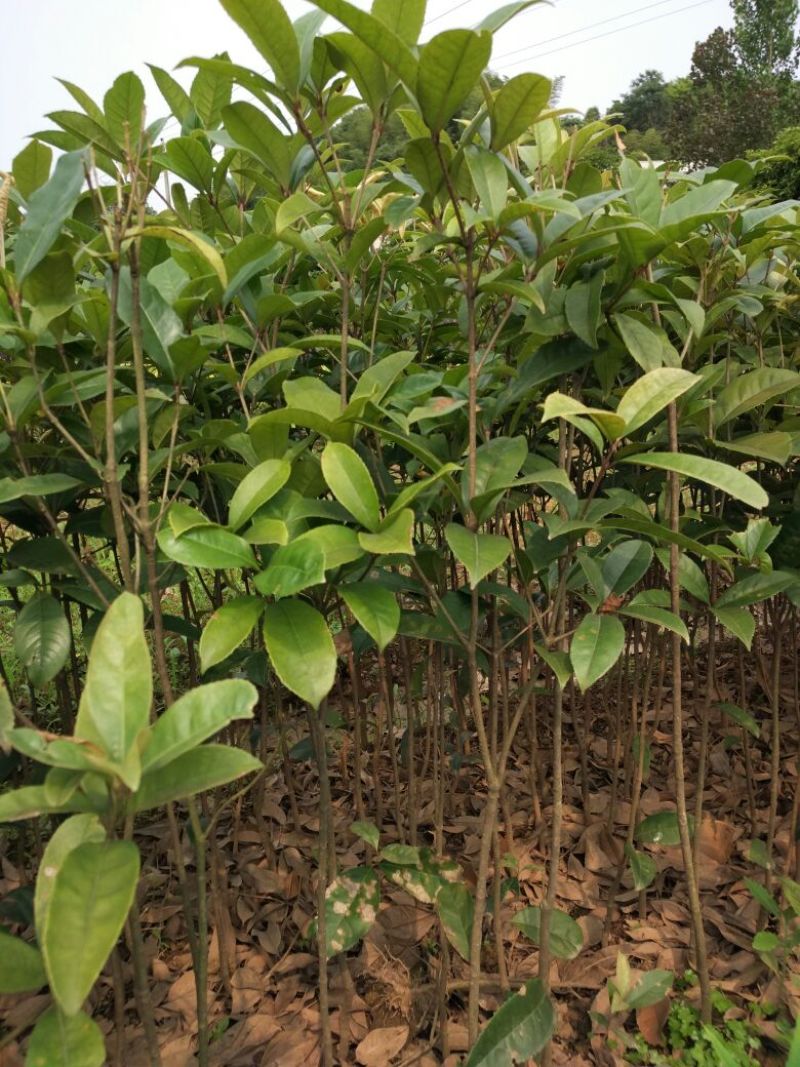 金桂花树苗