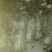 苹果梨200~250g膜袋