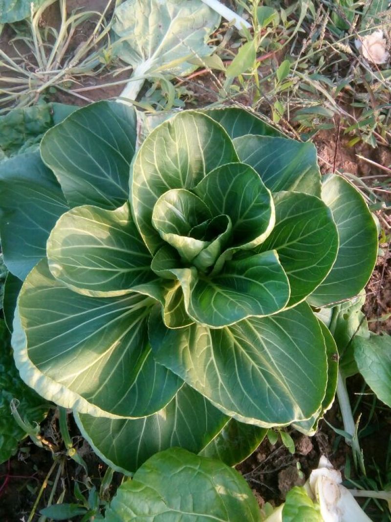 上海青苏州青小白菜8~10cm