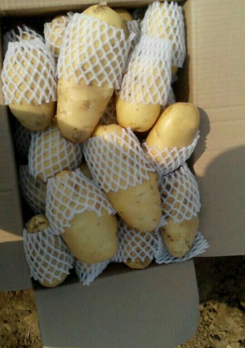 滕州土豆冷库货装箱装袋水洗干洗产地直发