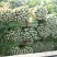 西安市阎良区上市了西芹55cm以上西吉芹菜