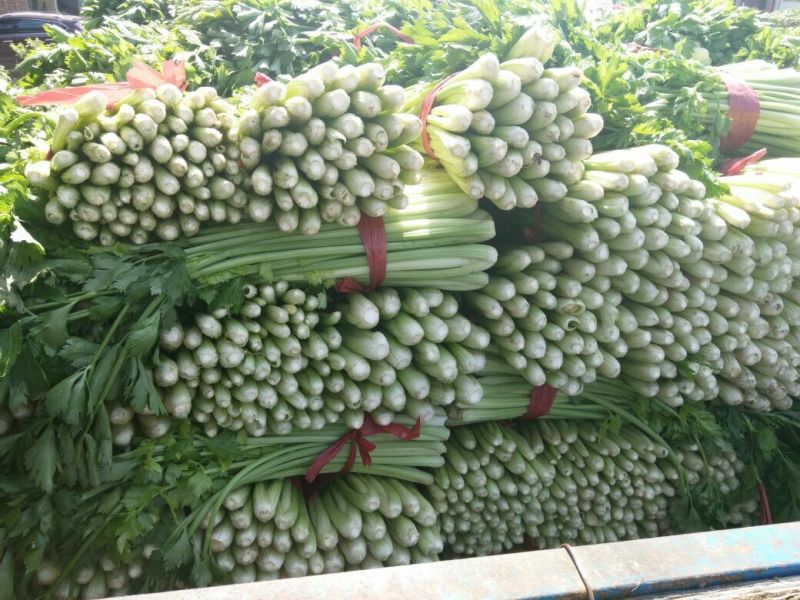西安市阎良区上市了西芹55cm以上西吉芹菜