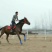 阿拉伯马400~500kg