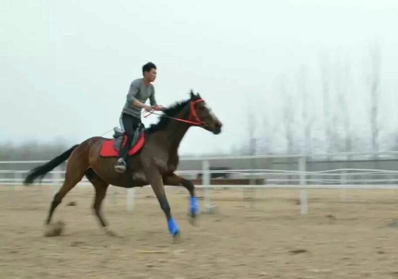 阿拉伯马400~500kg