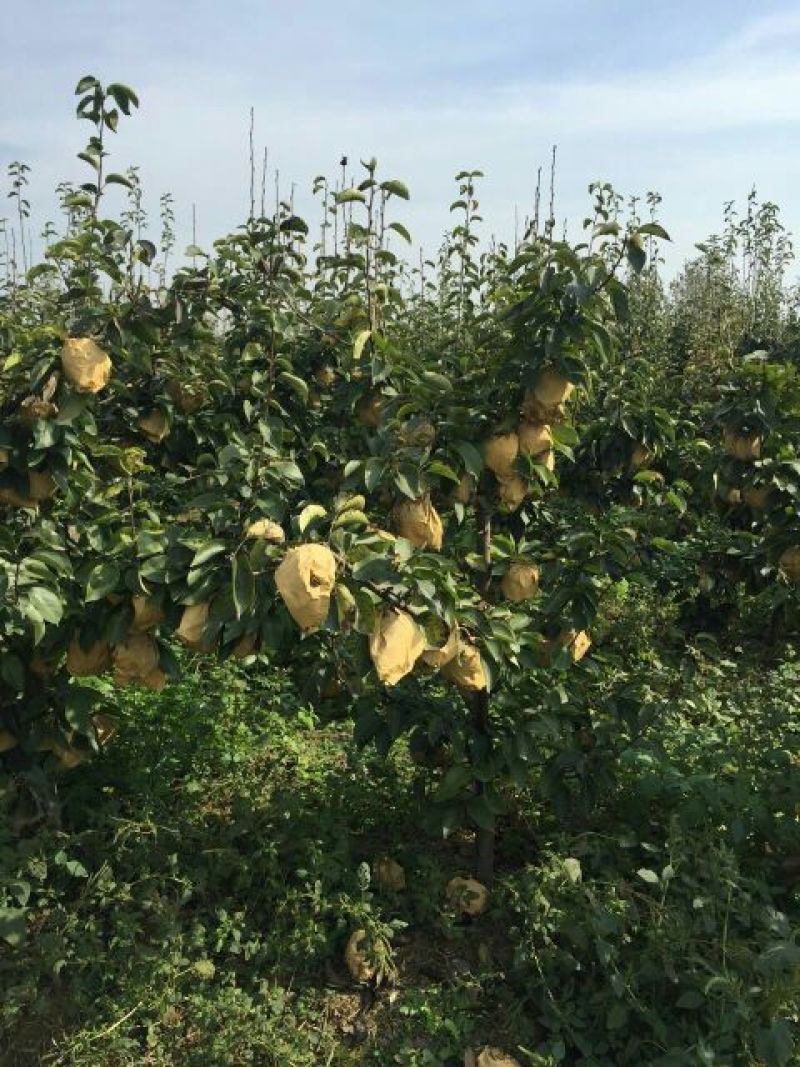 黄金梨600g以上纸袋