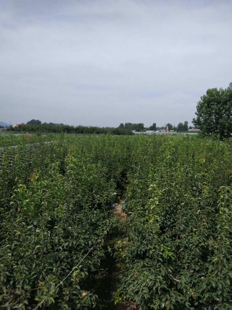 爱宕梨500~550g膜袋