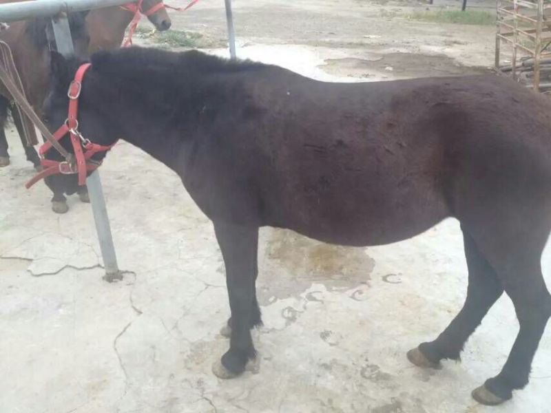 肉马