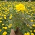 非洲菊