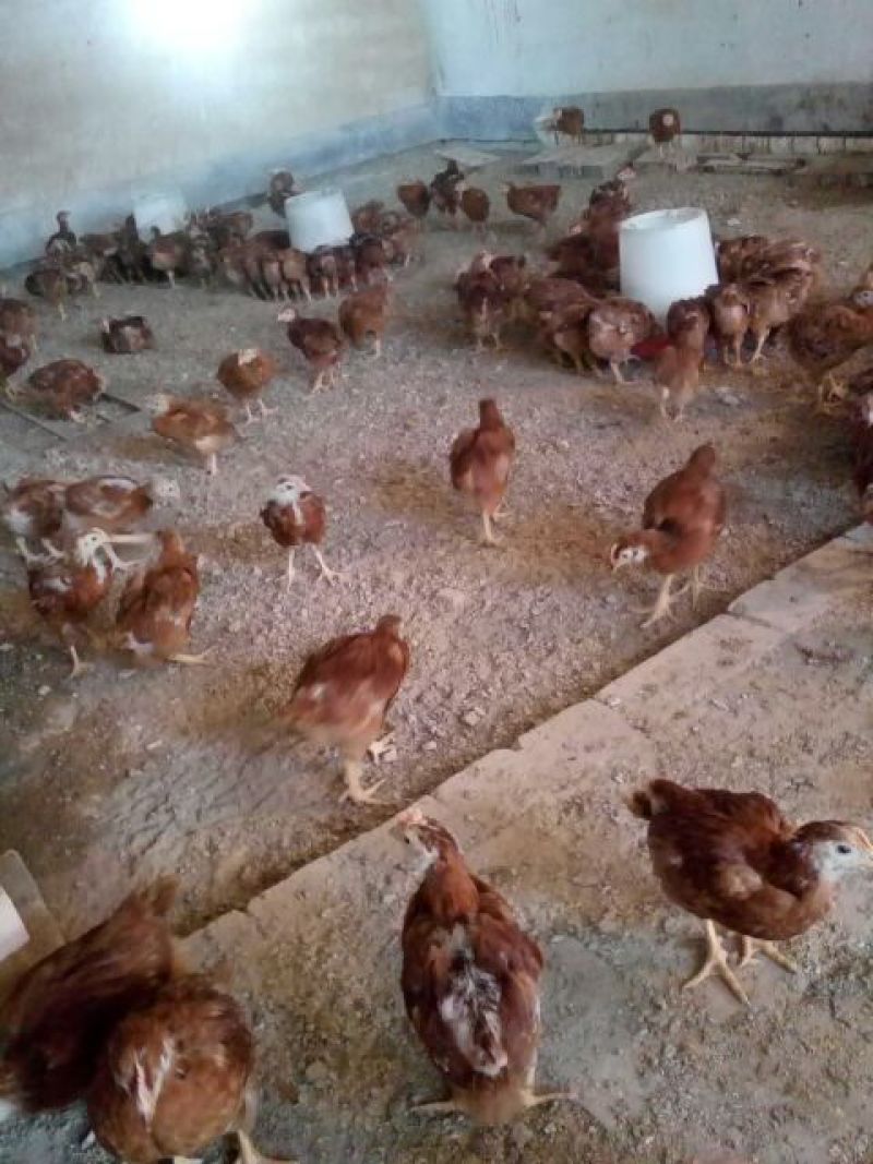 脱温鸡500克以上脱温苗