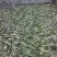 金花茶叶一级