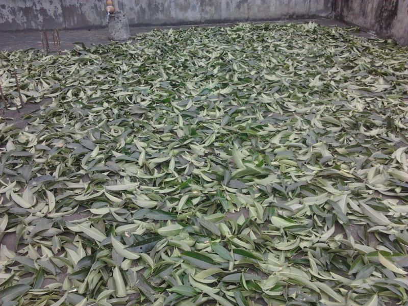 金花茶叶一级