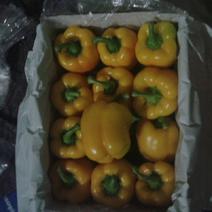【千斤起批，全国直达】黄彩椒通货，黄甜椒。