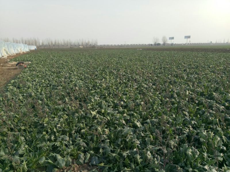 大叶菠菜25~30厘米