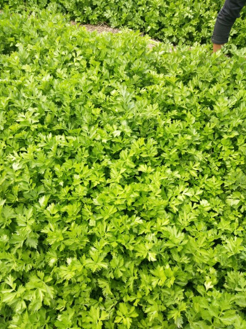 西安市阎良区上市了西芹55cm以上西吉芹菜