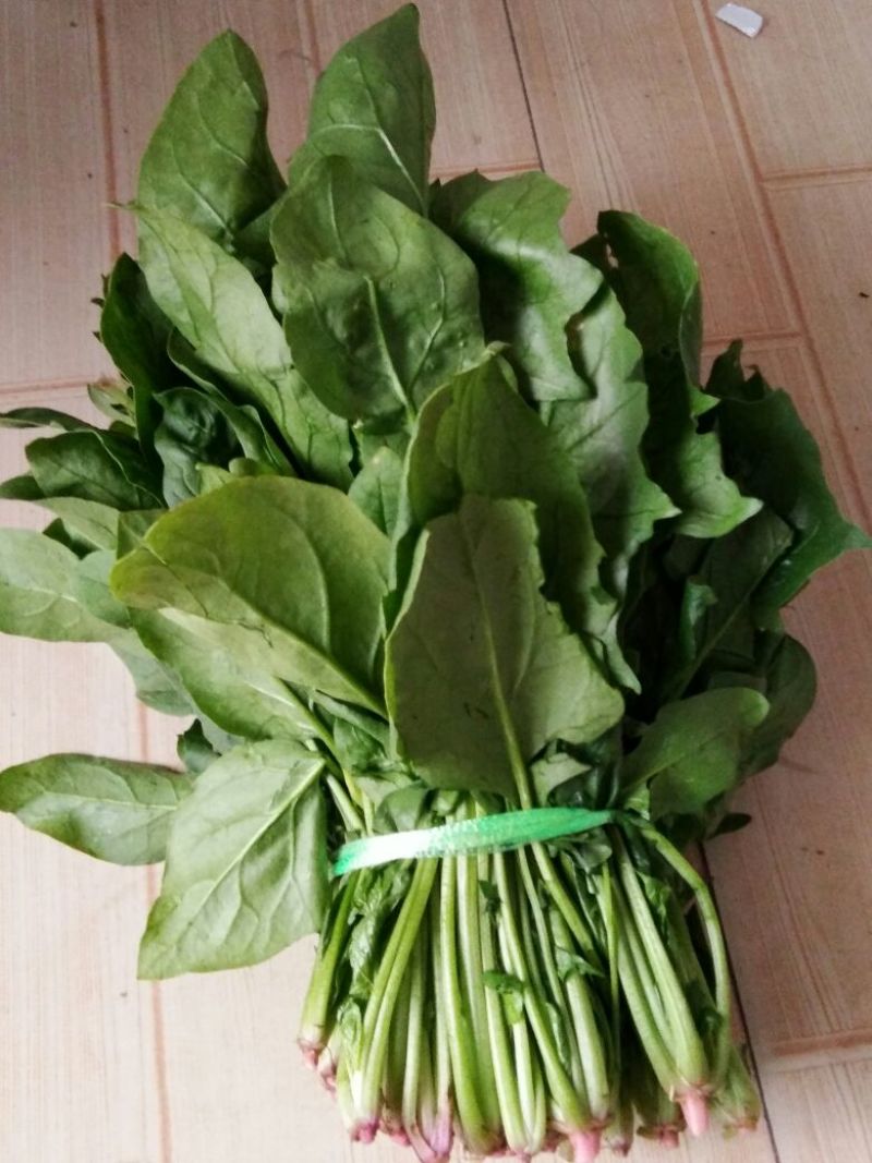 秋菠菜20~25厘米