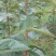 甜柿子树苗嫁接成苗1-5年苗，阳丰甜柿子树苗罗田甜柿