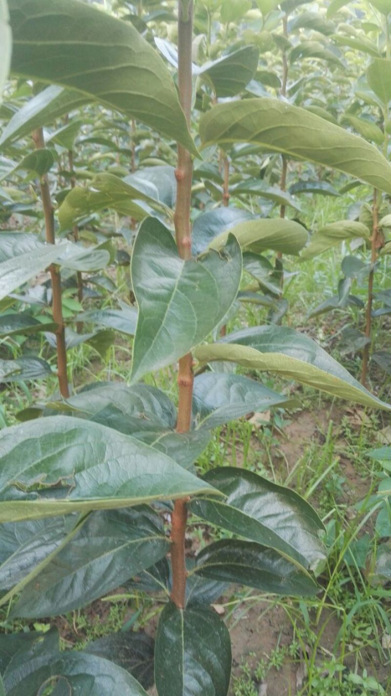 甜柿子树苗嫁接成苗1-5年苗，阳丰甜柿子树苗罗田甜柿