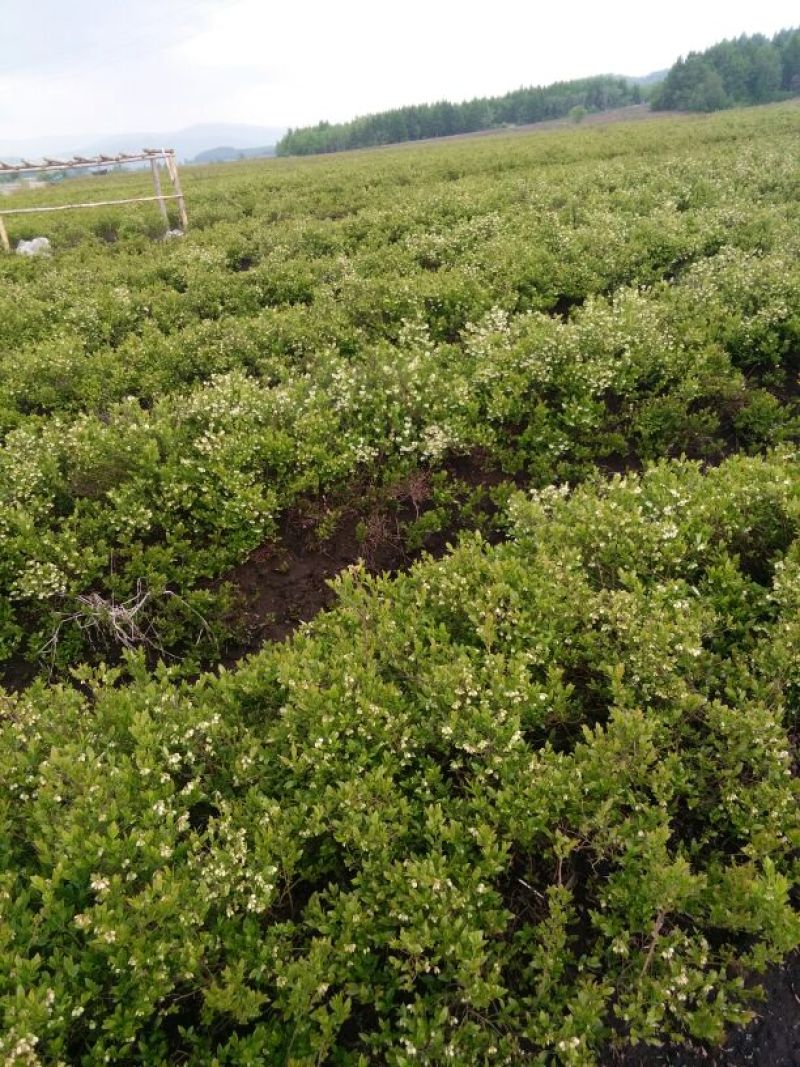 蓝莓鲜果4~6mm以上