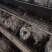 白凤乌鸡苗500克以上脱温苗