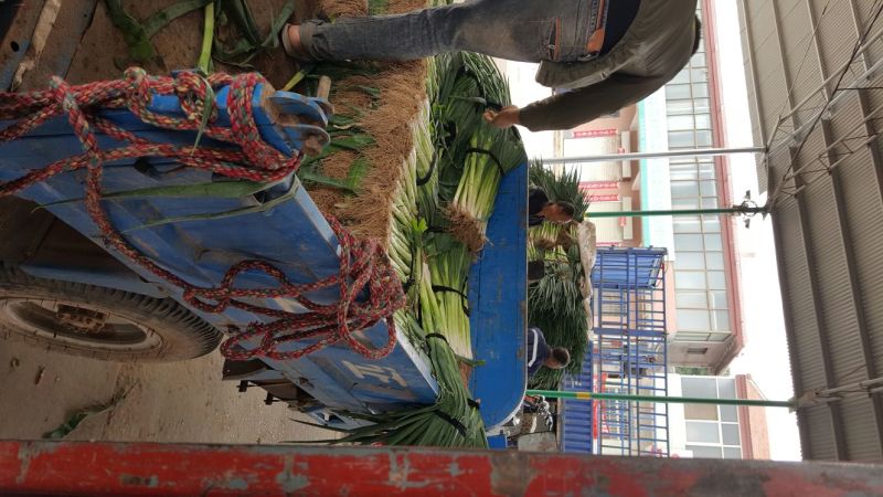 大葱净葱葱白40公分起步，精品钢葱大量供应