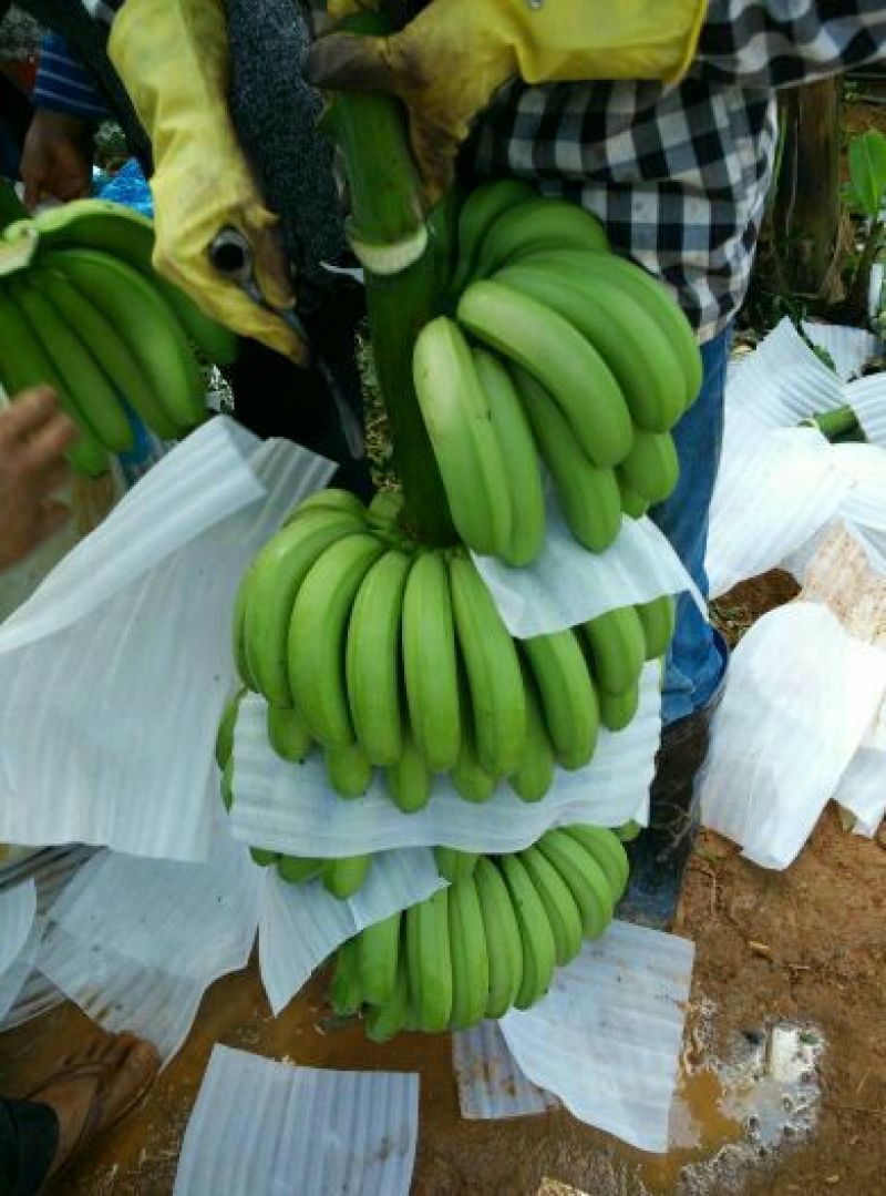 威廉斯香蕉