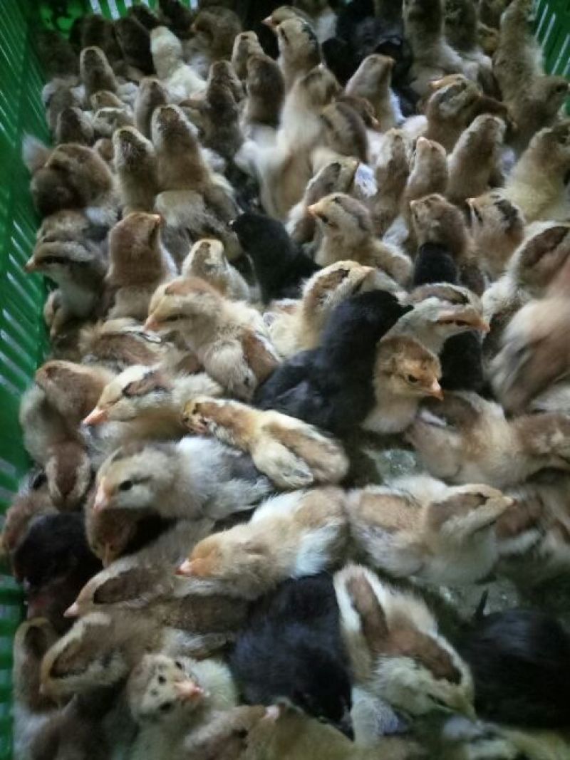 土鸡苗35~45克出壳苗
