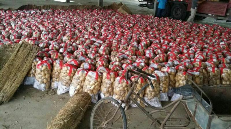 山东荷兰十五土豆1两以上通货全国发货