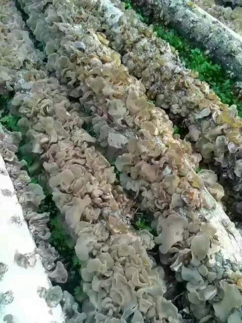 黑木耳一级