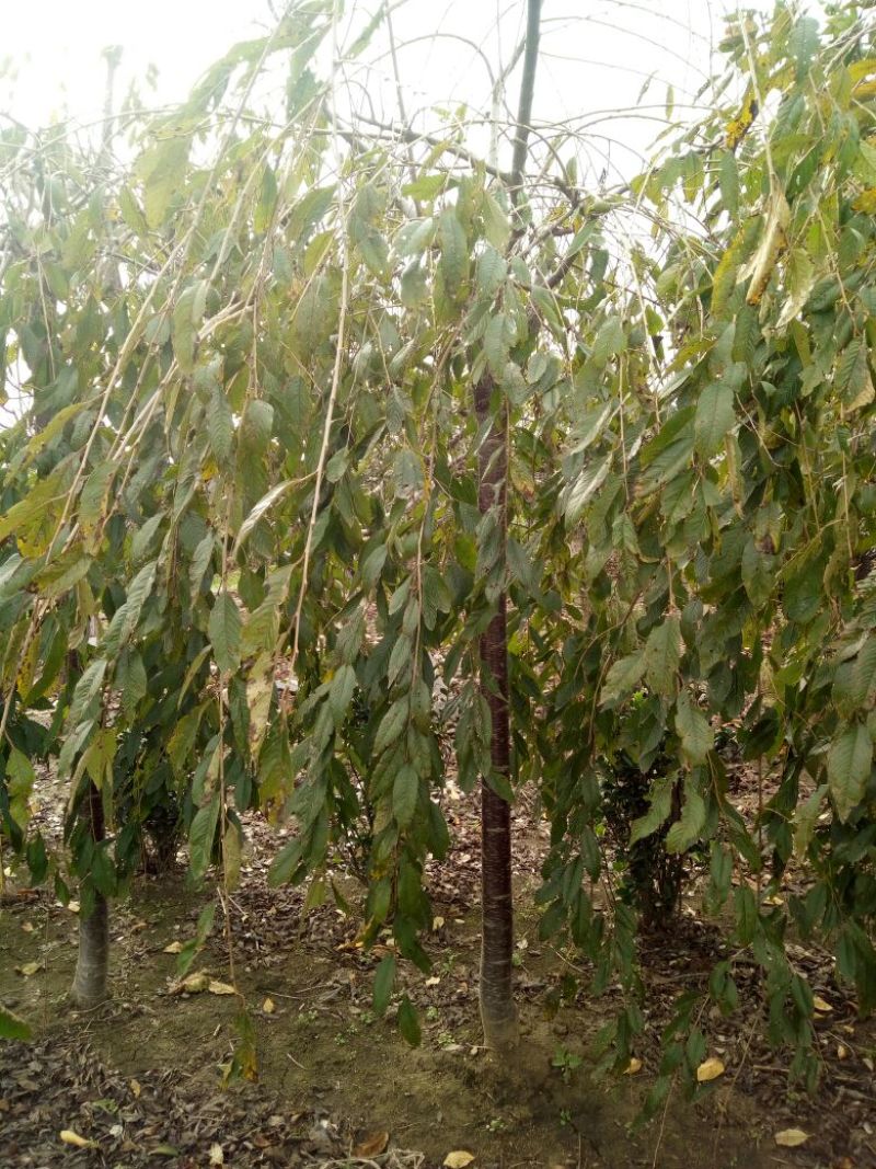 8公分寒绯樱价格，9-10公分寒绯樱花哪里有