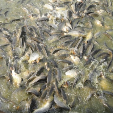 池鲤鱼食用0.5~1公斤