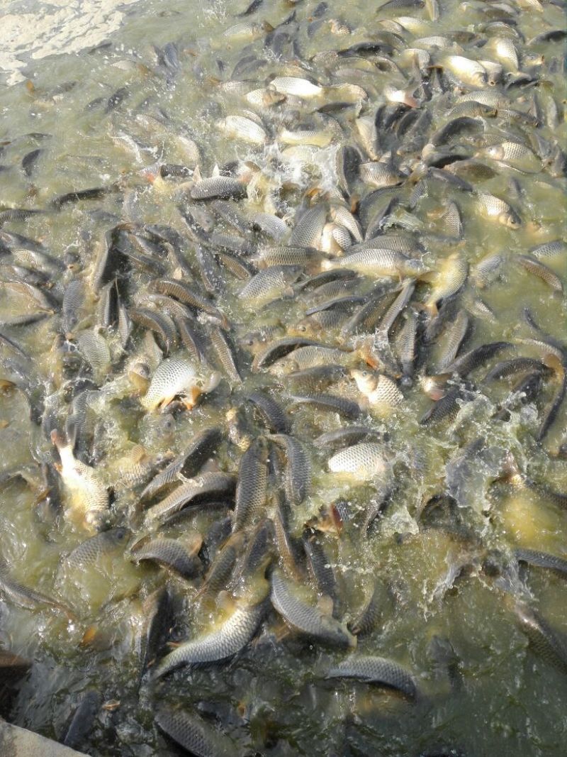 池鲤鱼食用0.5~1公斤