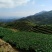 观音茶特级