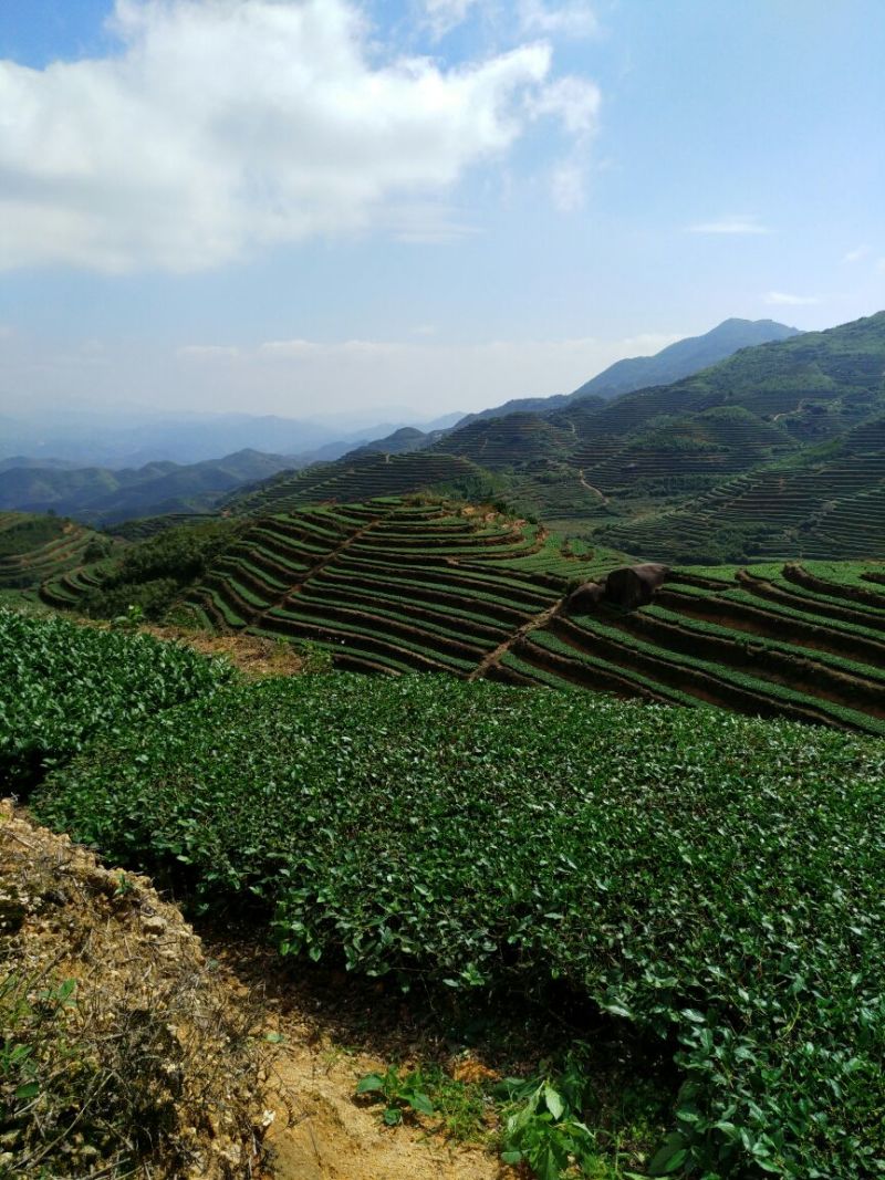 观音茶特级