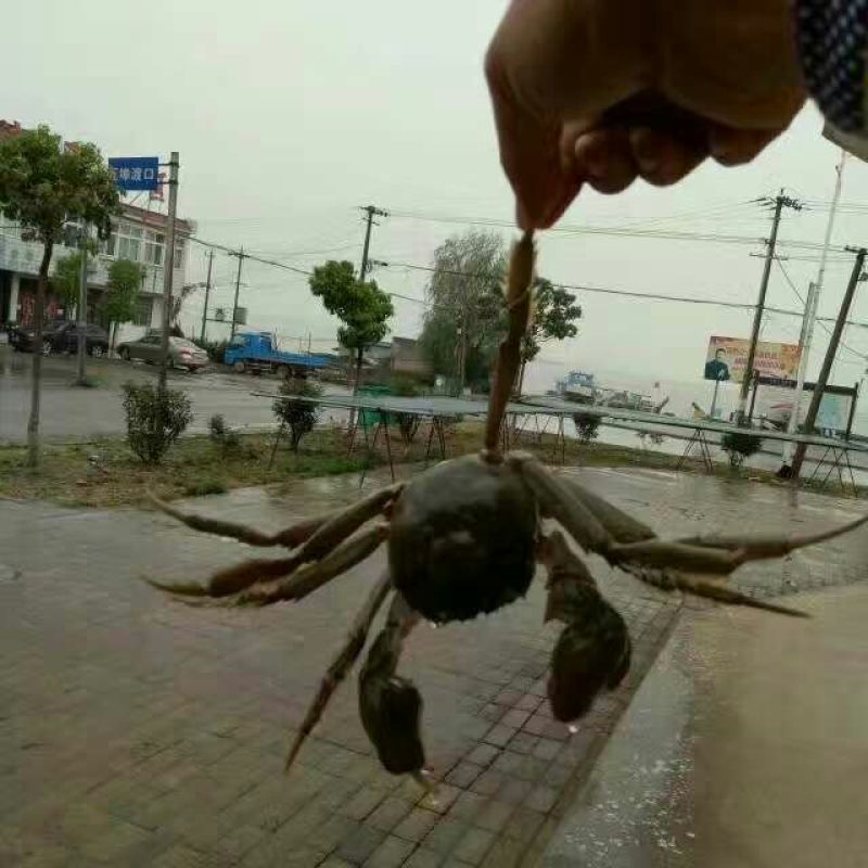 毛花鱼干
