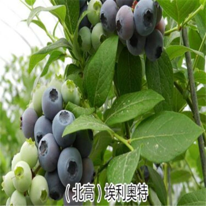 蓝莓苗1~2年80~100cm