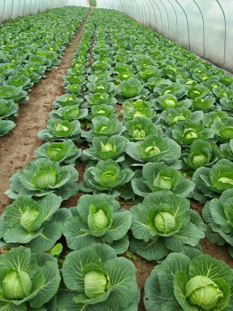 非洲冰草