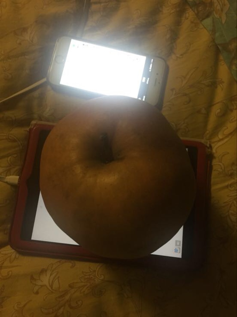晚秋黄梨