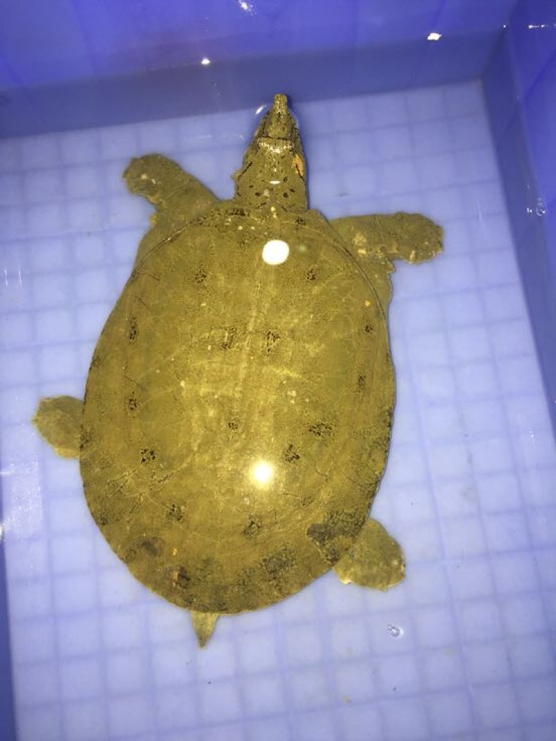 野生甲鱼