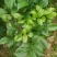 七芯茶花