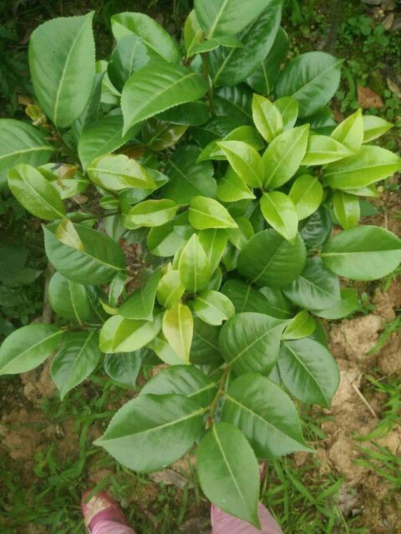 七芯茶花