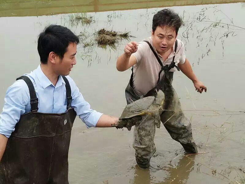 生态甲鱼2~2.5斤