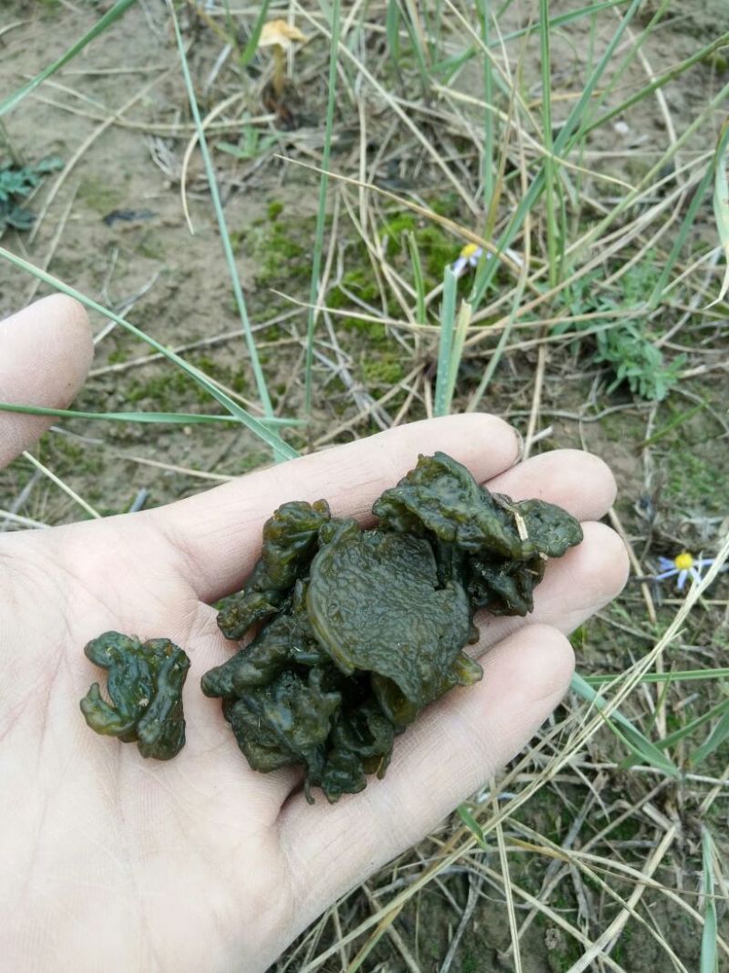 地皮菜