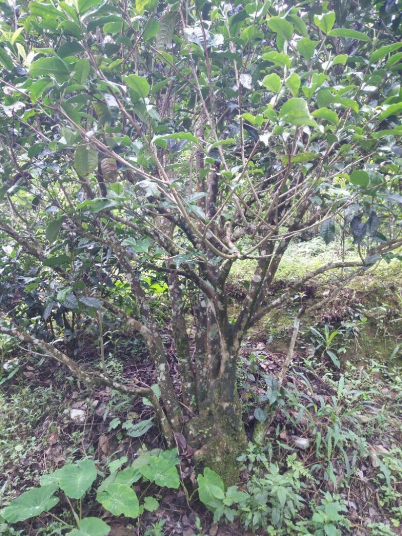 古树普洱茶二级