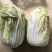 大白菜7斤以上毛菜