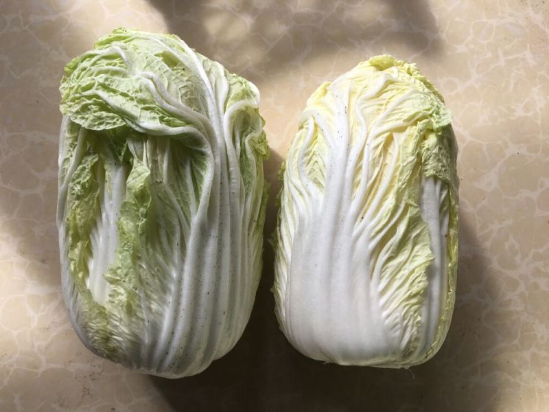 大白菜7斤以上毛菜