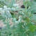 蓝莓10~12mm以上