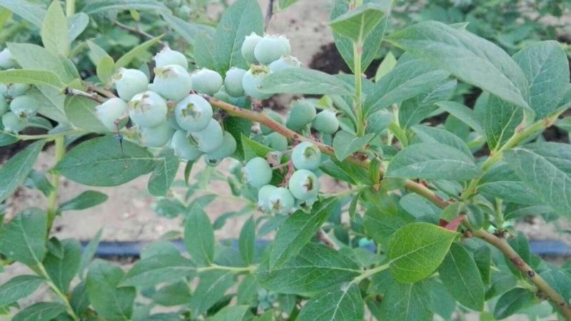 蓝莓10~12mm以上