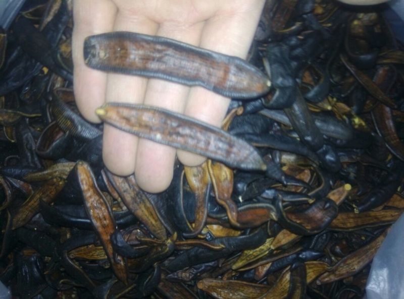 水蛭药用