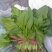 大叶菠菜25~30厘米