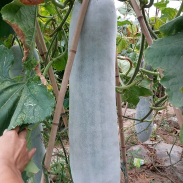 白皮冬瓜20_30斤以上
